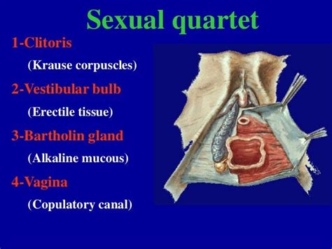 vagina real photo|Category : Human surface anatomy of vulva .